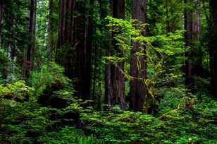 Light in the redwoods-3126